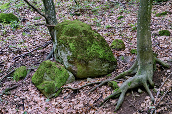 童话语言图片形式树绿色马石头苔藓说谎