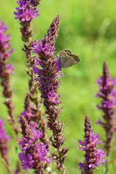 蝴蝶坐紫罗兰色的工艺品花背景绿色草