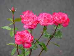 用钉子钉上粉红色的玫瑰花填满滴水