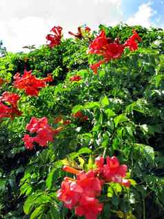 华丽的布什红色的花宽花瓣密集的绿色树叶日益增长的花园天空覆盖白色云