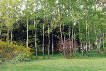 大数量小年轻的桦树草绿色灌木树