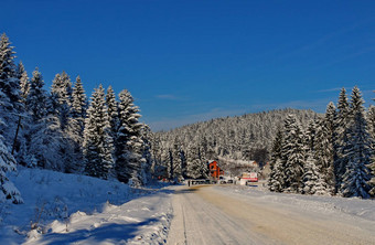 很多松柏科的树覆盖<strong>雪路</strong>痕迹汽车<strong>雪</strong>