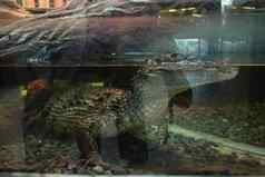 水族馆鳄鱼身体水头可怕的可怕的牙齿水