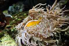 明亮的金鱼隐藏了藻类海贝壳阿夸尔