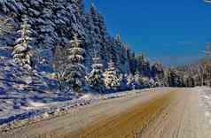 别致的冬天景观冷淡的一天滚动路运行美丽的高冷杉日益增长的坡覆盖雪