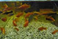 群色彩斑斓的美丽的鱼橙色颜色黑色的条纹浮动水族馆小石头底