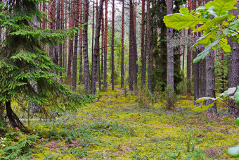 美丽的自然松森林绿色地毯莫斯地毯地球树