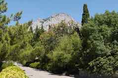 小巷公园运行厚灌木丛绿色灌木树背景前岩石山