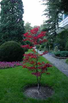 种植年轻的树小红色的叶子使用