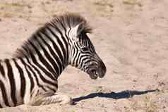 斑马小腿埃托沙纳米比亚野生动物Safari