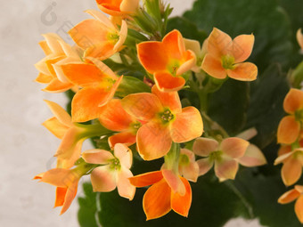 精致的<strong>长寿</strong>Blossfeldiana盛开的橙色颜色绿色叶子白色背景