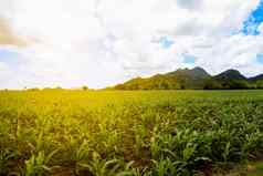 农村景观山玉米农场日落温暖的光