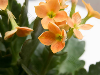 关闭美丽的花强烈的橙色长寿Blossfeldiana