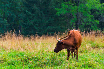 棕色（的）牛放牧草地塔特拉山山