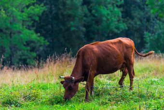 牛啃食草地塔特拉山山吃草