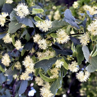 花林登树