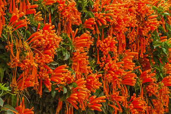 墙明亮的橙色花