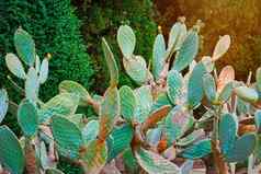 仙人掌属热带榕属植物显示