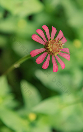 Zinnia小人 国充满活力的粉红色的花绿色树叶背景