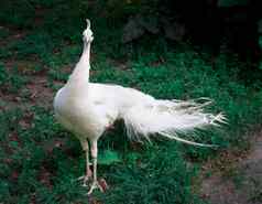 白色孔雀雌孔雀皇冠绿色草动物园
