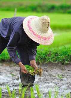 泰国农民种植帕迪大米农田