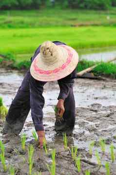 泰国农民种植帕迪大米农田