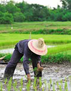 泰国农民种植帕迪大米农田