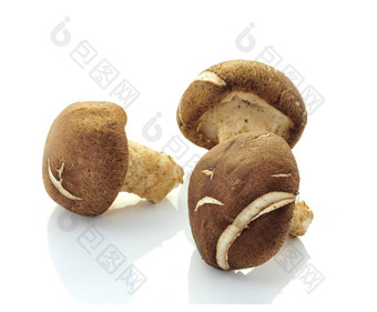 香菇蘑菇lentinula香菇