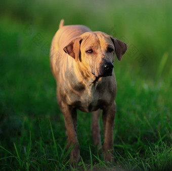 泰国脊背犬<strong>狗</strong>准备好了<strong>攻击</strong>