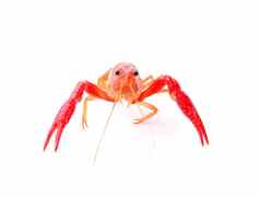 红色的小龙虾白色背景