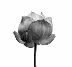 莲花花黑色的白色孤立的白色背景