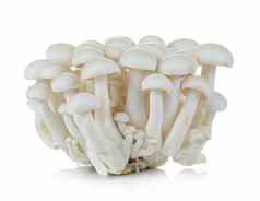 白色山毛榉蘑菇Shimeji蘑菇可食用的蘑菇隔离