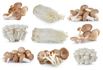 香菇蘑菇Enoki蘑菇白色山毛榉蘑菇生蚝