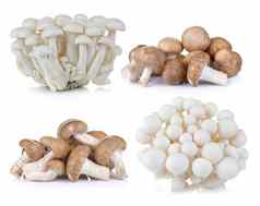 香菇蘑菇白色山毛榉蘑菇白色背景