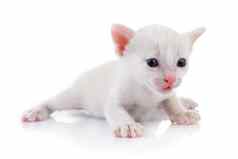 小猫白色背景