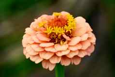 Zinnia花粉色花瓣宏