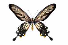 美丽的蝴蝶孤立的白色背景现实的手画插图昆虫集合