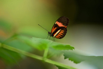 蝴蝶heliconus墨尔波墨绿色叶