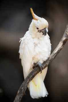 白色凤头鹦鹉sulphur-crested凤头鹦鹉