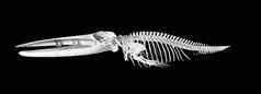 真正的鲸鱼骨架孤立的黑色的背景
