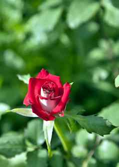 盛开的红色的玫瑰
