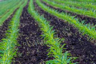 夏天景观场年轻的玉米杂草植物保护除草剂使用<strong>生态农业</strong>斯洛文尼亚