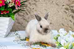 复活节兔子春天花环矮兔子坐着Nea