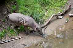 野猪celebes巴比鲁萨婴儿鲁萨濒临灭绝的动物物种