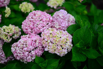 粉红色的绣球花绣球花花