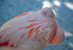 粉红色的火烈鸟鸟睡眠