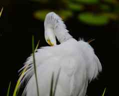 白色白鹭鸟