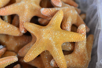 海滩海螺海星壳牌