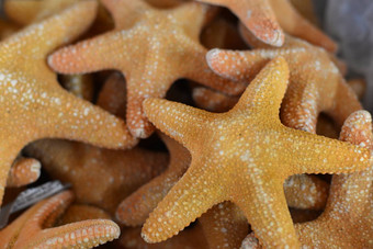 海滩海螺海星壳牌