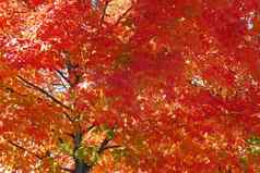 橙色黄色的枫木树秋天树叶